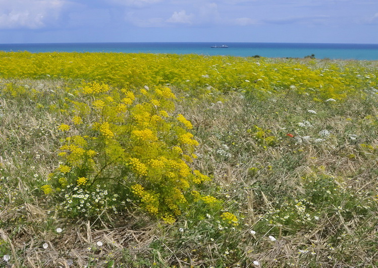 Anethum graveolens ? - Aneto
